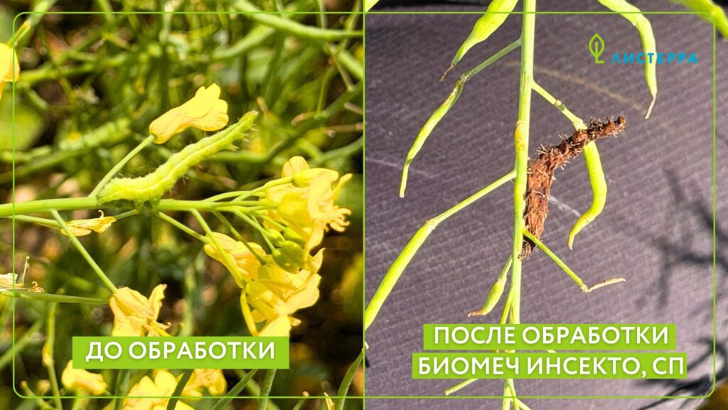 Биомеч Инсекто против капустной моли на яровом рапсе: результаты испытаний
